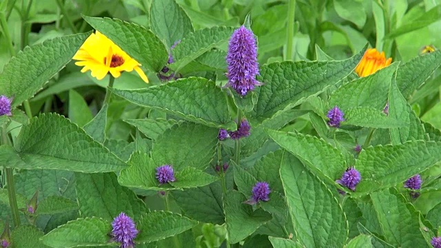 紫罗兰八角牛膝草开花视频素材