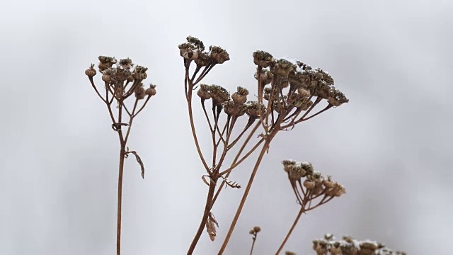 干草在雪中，冬枝自然田景观风视频素材画面1