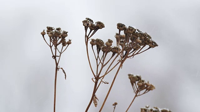 干草在雪中，冬枝自然田景观风视频素材画面2