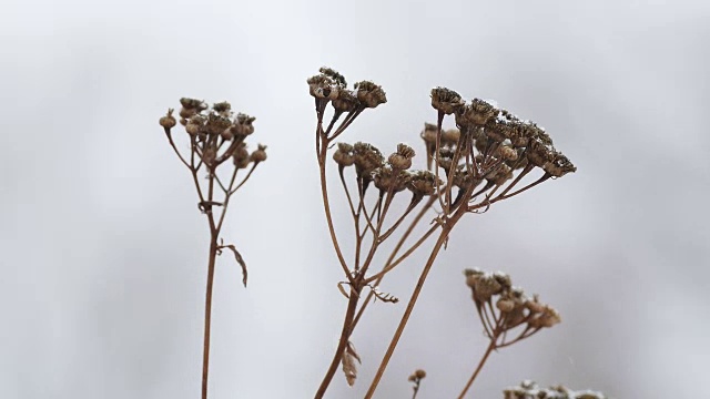 干草在雪中，冬枝自然田景观风视频素材画面3