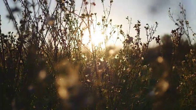 温暖的夏日阳光照耀着野生的草地。近距离的草地花在日落的光。色彩斑斓的自然背景。明亮的太阳照亮了干燥的草视频素材