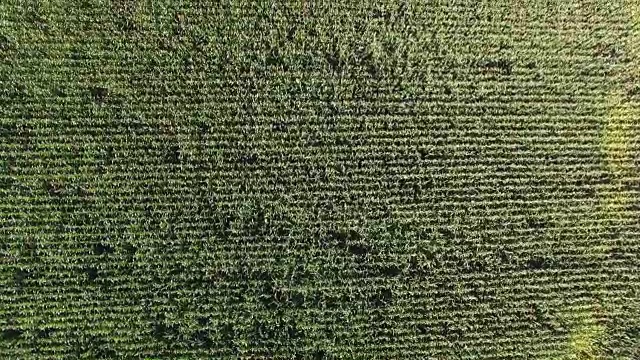 在成熟的玉米田上空飞行，空中运动视图。视频素材