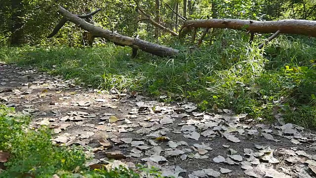 秋天，运动员在林间小路上奔跑的脚步。男人们的腿在林中小路上慢跑。人们训练和锻炼。运动员在户外锻炼、训练。慢镜头特写,视频素材