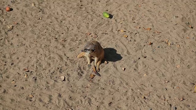 狐獴在沙子里挖洞视频素材