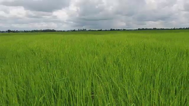 模糊的草与绿色的田野和山的背景视频素材