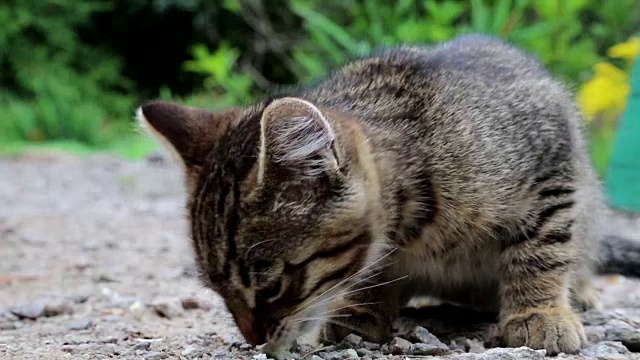 小猫吃面包视频素材