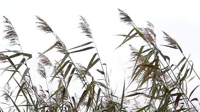 天空背景上的芦苇剪影视频素材