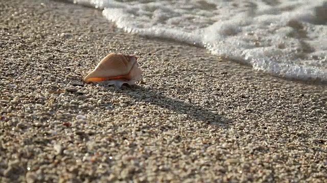 沙滩上的贝壳视频素材