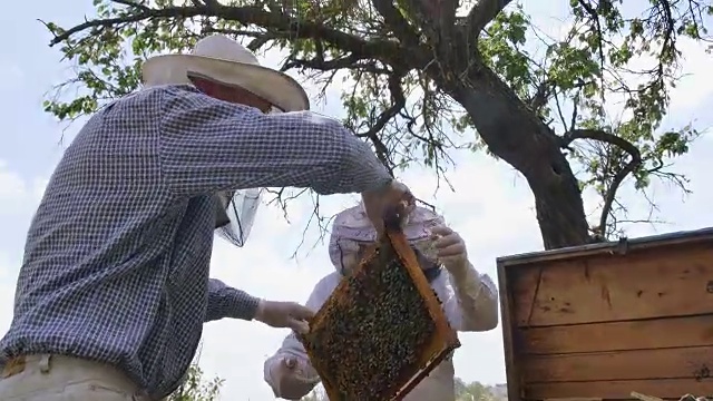 两个养蜂人用框架生产蜂蜜。视频素材