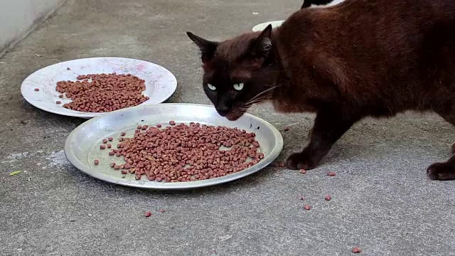 黑猫吃宠物粮视频素材