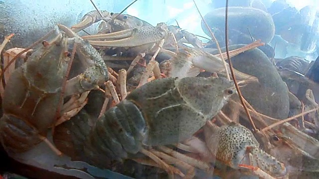 小龙虾在水族馆视频素材