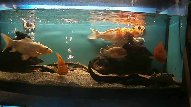 水族馆里的鱼视频素材