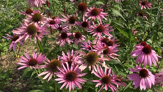 粉紫锥菊开花视频素材