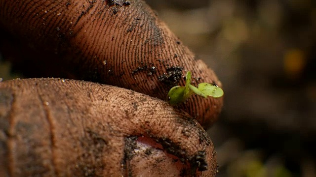 农民的手把植物种在地里视频素材