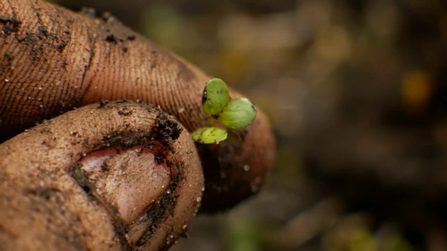 农民的手把植物种在地里视频素材