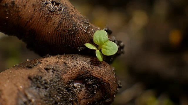 农民的手把植物种在地里视频素材