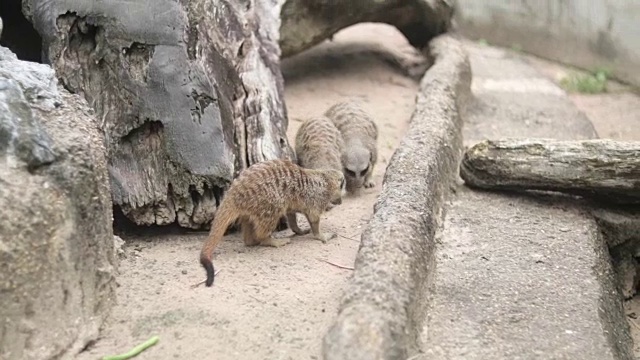 猫鼬在玩耍和四处走动视频素材