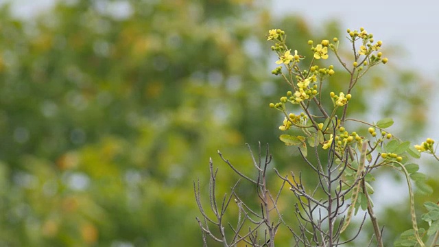 桂花随风飘动视频素材