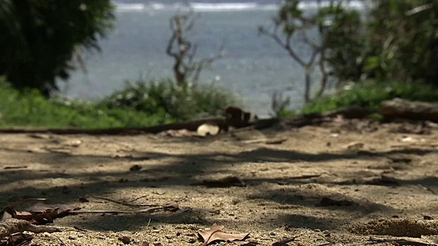 寄居蟹，日本冲绳苦田岛视频素材