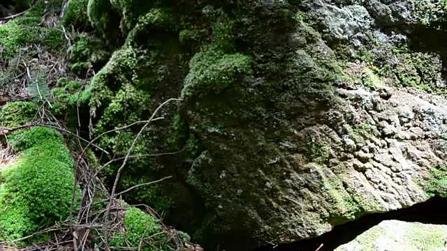 夏天山上有树林。视频素材