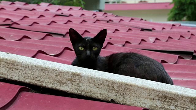 黑猫躺在屋顶上视频素材