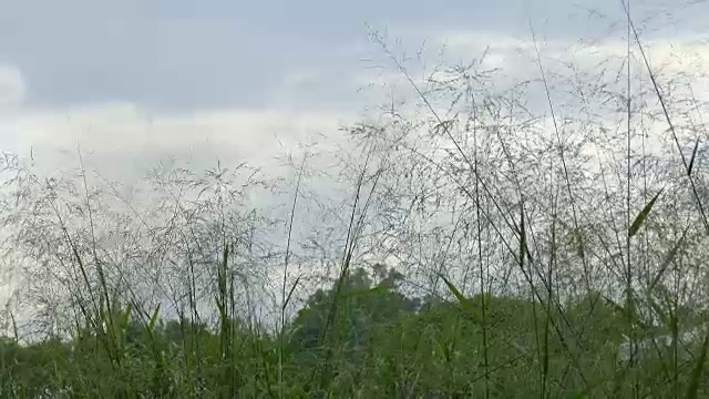 草地上的草被风吹着，背景是蓝天视频素材