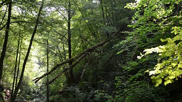 沿着摩泽尔河旁的野溪埃尔巴赫徒步旅行。野生景观。(德国)视频素材