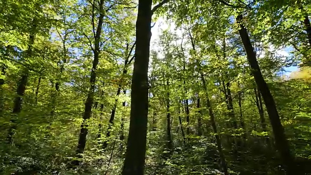 在初秋穿过山毛榉地视频素材