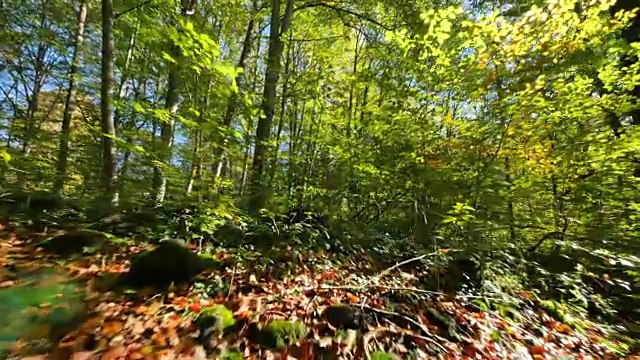 初秋穿过山毛榉地视频素材