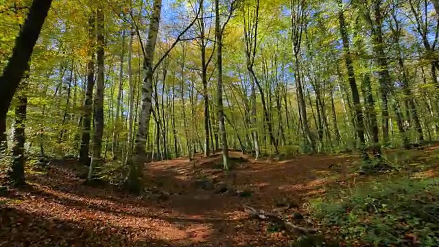 在初秋的山毛榉地里行走视频素材