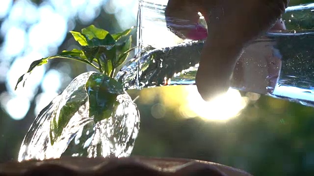 浇水树慢动作视频素材