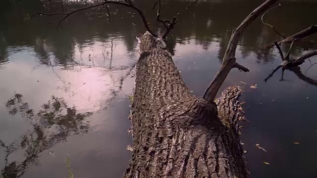 沿河郊野景色视频素材