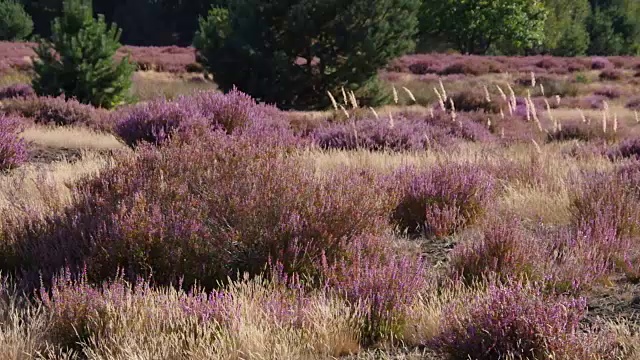 带石南花的石南花景观，Calluna vulgaris视频素材