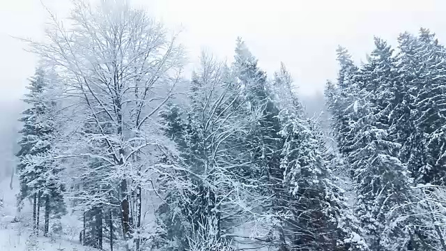 冬季景观与高云杉和雪山视频素材