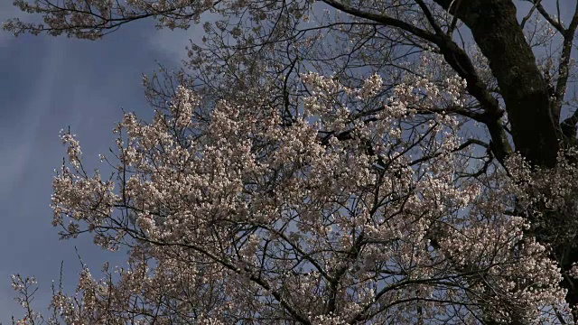 葫芦，Niyodogawa Cherry, Kouchi, Japan视频素材