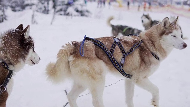 雪地里的西伯利亚哈士奇车队等待奔跑。不耐烦视频素材