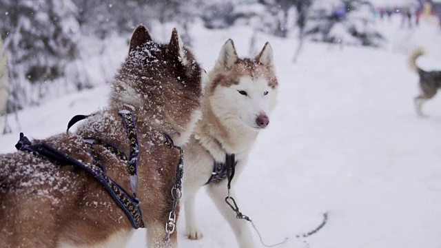 雪地里的西伯利亚哈士奇车队等待奔跑。不耐烦视频素材