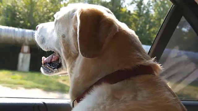 狗品种拉布拉多犬或金毛寻回犬望向车窗。驯养的动物们昂着头，开着车，享受着风，看着世界。近距离视频素材