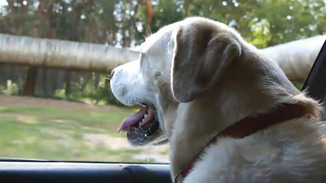 狗品种拉布拉多犬或金毛寻回犬望向车窗。驯养的动物们昂着头，开着车，享受着风，看着世界。近距离视频素材