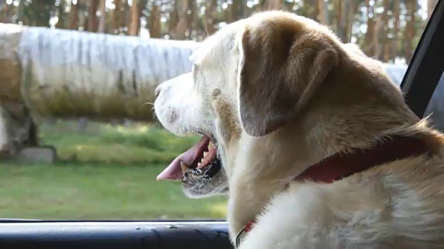 狗品种拉布拉多犬或金毛寻回犬望向车窗。驯养的动物们昂着头，开着车，享受着风，看着世界。近距离视频素材