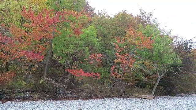 汝根岛白垩岩悬崖景观的秋天时间。色彩斑斓的山毛榉森林。(Mecklenburg-Vorpommern,德国)。波罗的海视频素材