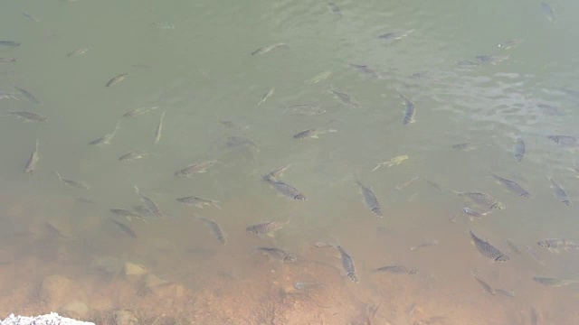 鲤鱼在湖水中游水视频下载