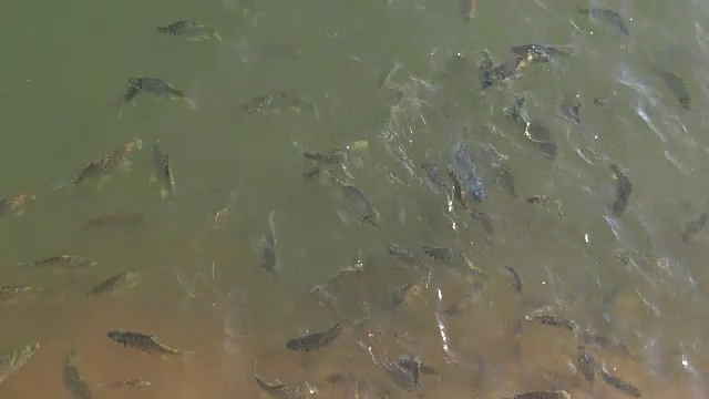 鲤鱼在湖水中游水视频素材