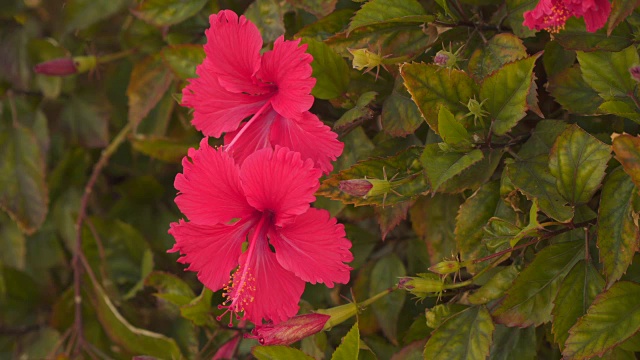 叶间芙蓉视频素材