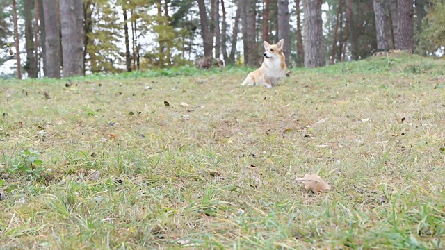 草地上奔跑的威尔士柯基犬视频素材