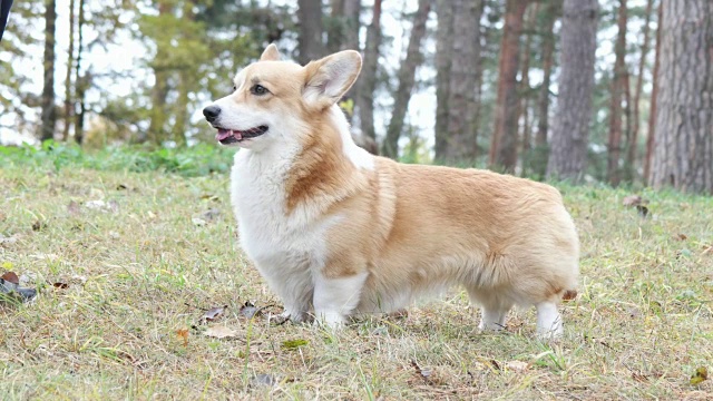 有趣的威尔士科基犬视频素材