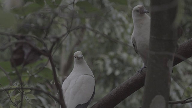 白斑御鸽栖息在树上视频下载