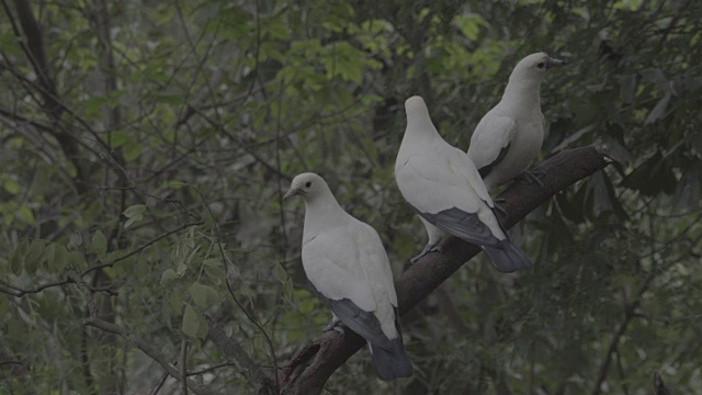 白斑御鸽栖息在树上视频下载