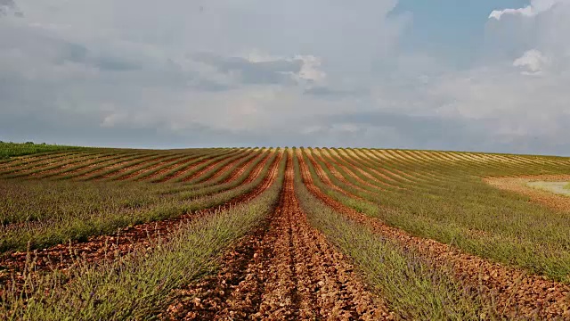 法国普罗旺斯的薰衣草田视频素材