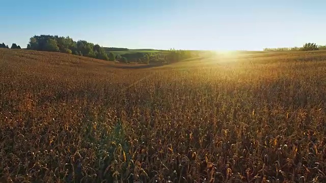 4 k。在金色的夕阳下飞过成熟的玉米地，鸟瞰图。视频素材